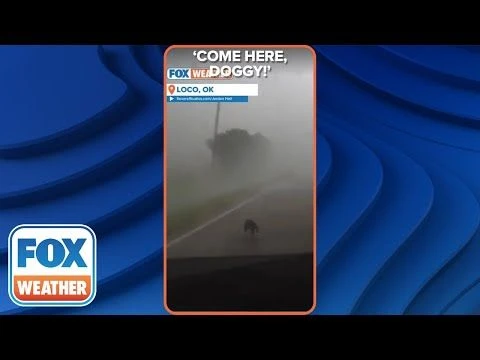 Come Here, Doggy!: Storm Chasers Save Dog Caught In Oklahoma Tornado