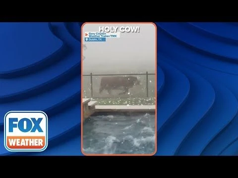 Cow Runs For Cover As Massive Hailstorm Pelts Texas Backyard