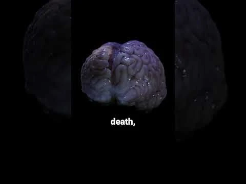 Your brain still works after death