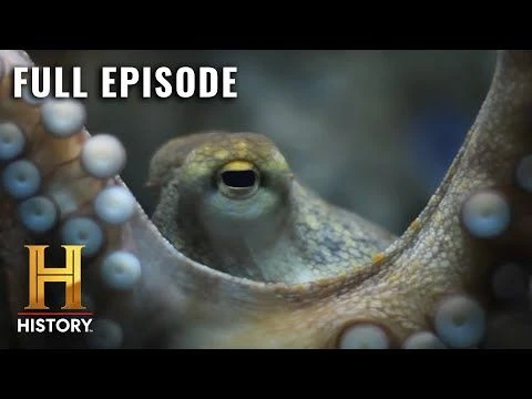 Ancient Aliens: Interstellar Octopus Edits DNA?! (S14, E5) | Full Episode