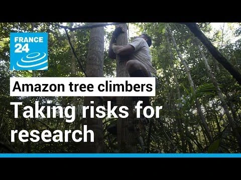 Amazon: The tree climbers taking risks for scientific discovery • FRANCE 24 English