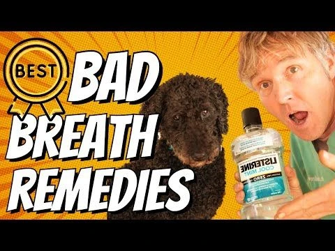 Dog Bad Breath: TOP 5 Natural Remedies