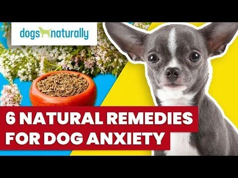 6 Natural Remedies for Dog Anxiety