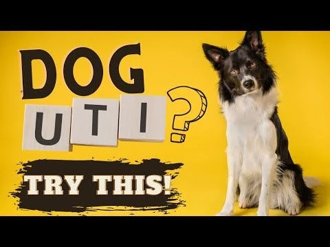 Dog with Urinary Tract Infection? Try this New Natural Remedy