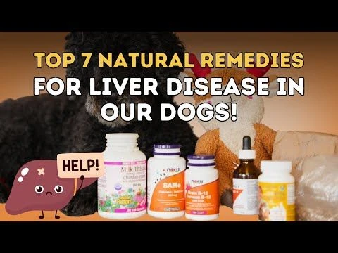 My Top Seven Natural Remedies for Liver Disease in Our Dogs