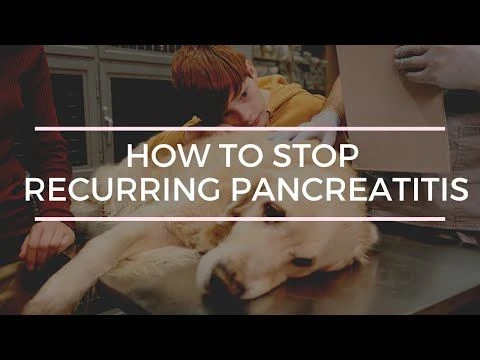 Stop recurring Pancreatitis in Dogs: 5 Natural Remedies