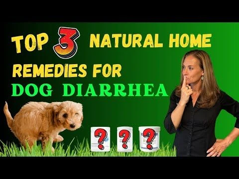 Top 3 Natural [ HOME ] Remedies For Dog  Diarrhea - Holistic Vet Advice