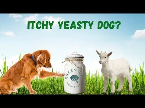 Itchy Yeasty Dog? Dog Yeast Natural Remedy With Fermented Foods