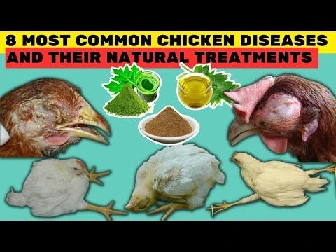 8 MOST COMMON DISEASES OF CHICKEN  THEIR NATURAL TREATMENTS | 100% Recovery by using these TREATS