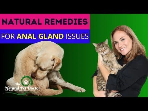 Natural Remedies for Anal Gland Problems in Dogs with Dr. Katie Woodley - The Natural Pet Doctor