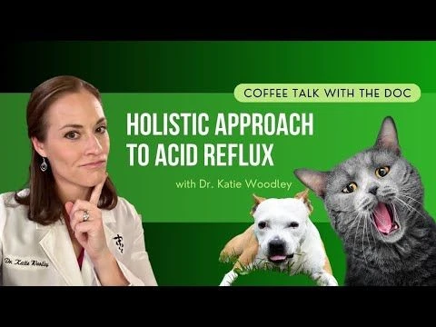 Holistic Approach for Acid Reflux: Natural Remedies to Help Your Pet Feel Better