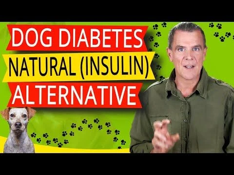 Natural Medicine For Diabetes in Dogs (PROVEN Home Remedy For Dog Diabetes)