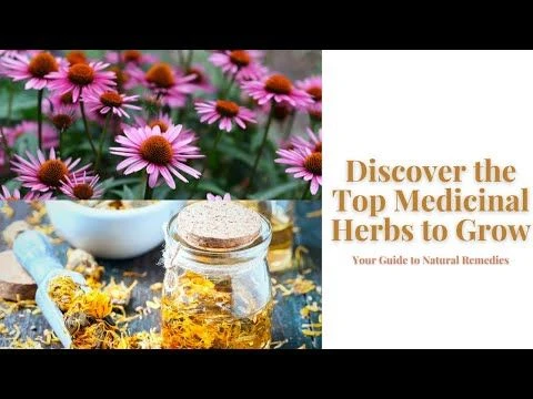 Discover the Top Medicinal Herbs to Grow: Your Guide to Natural Remedies