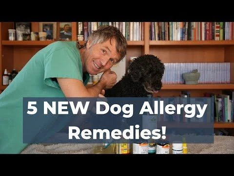 5 Surprising Home Remedies for Dog Allergies - Scientifically Proven to Help!