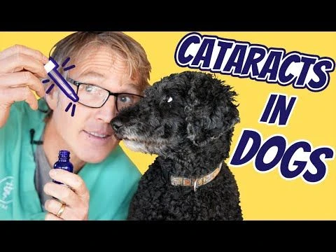 Cataracts In Dogs: 3 New Natural Remedies