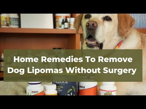 Home Remedies for Dogs: 5 NATURAL TREATMENTS for Fatty Tumors That Actually Work