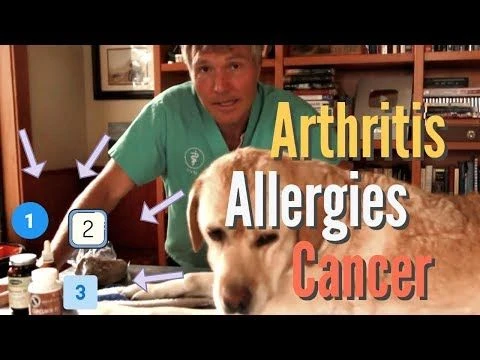 Allergies, Arthritis and Cancer in Pets: 3 Top Natural Remedies