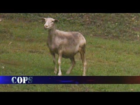 Lack of Lamb, Web Exclusive, COPS TV SHOW