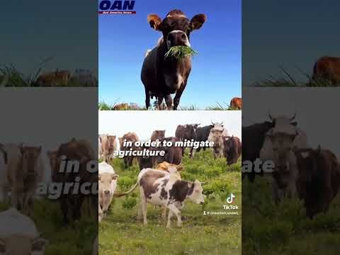 Ireland proposes cow herd reduction to curb emissions.