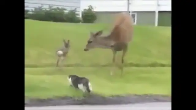 GHETTO DEER