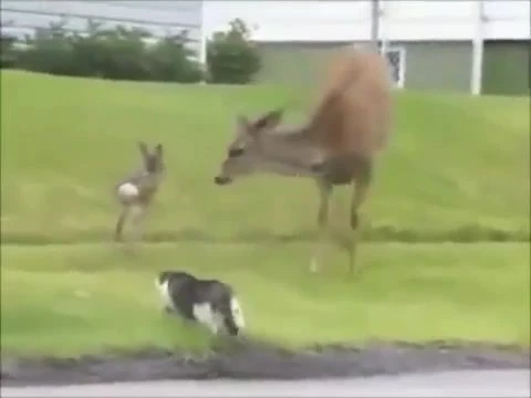 GHETTO DEER