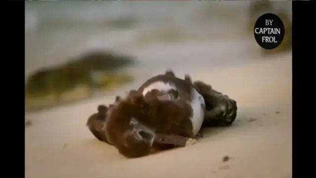 The Sane Asylum #310  Based Hump Day - 19MARCH25